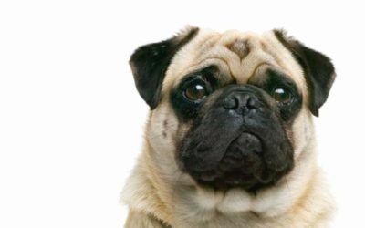 “RUFF” Way to Better Health