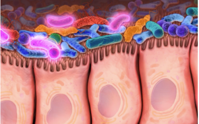 Probiotics & Immunity